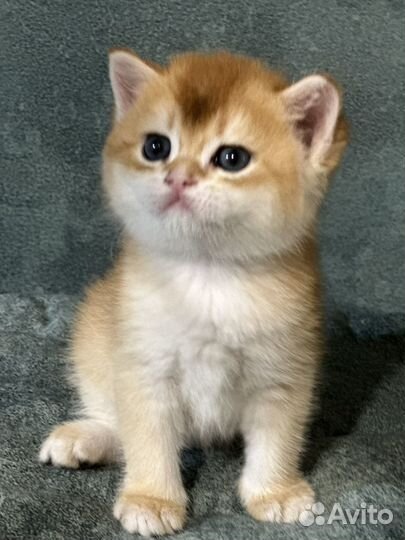 Британские котята золотая шиншилла