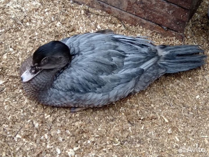 Селезень Индоутки