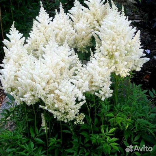 Астильба опт