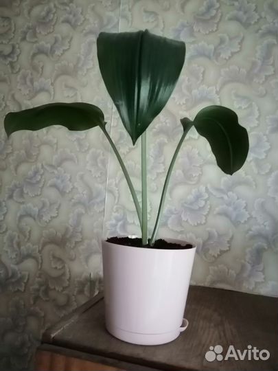 Амазонская лилия