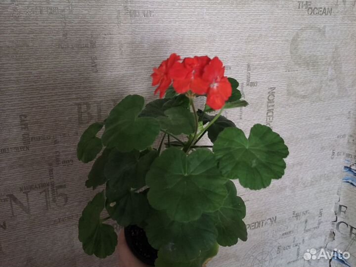 Пеларгонии разные