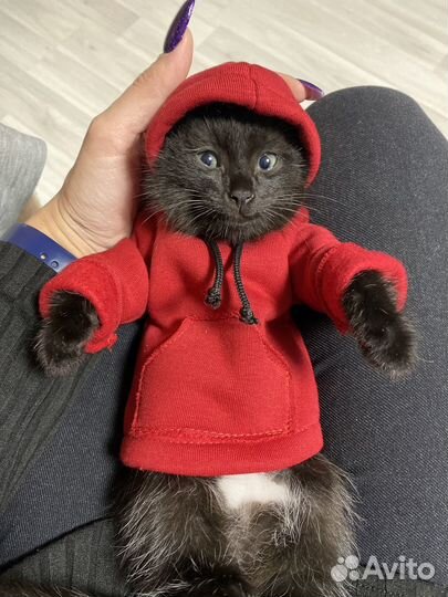 Котик бесплатно в добрые руки