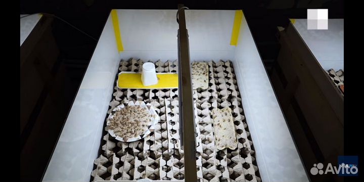 Инкубатор для насекомых сверчков