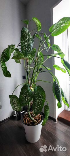 Диффенбахия 1.6 м