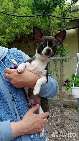 Щенки чихуахуа