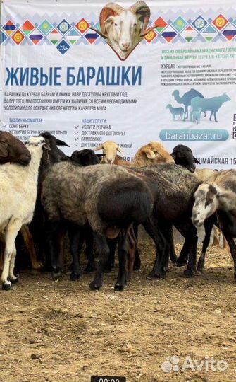 Бараны на Курбан