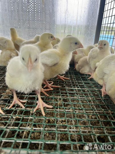 Бройлер росс и кобб 500