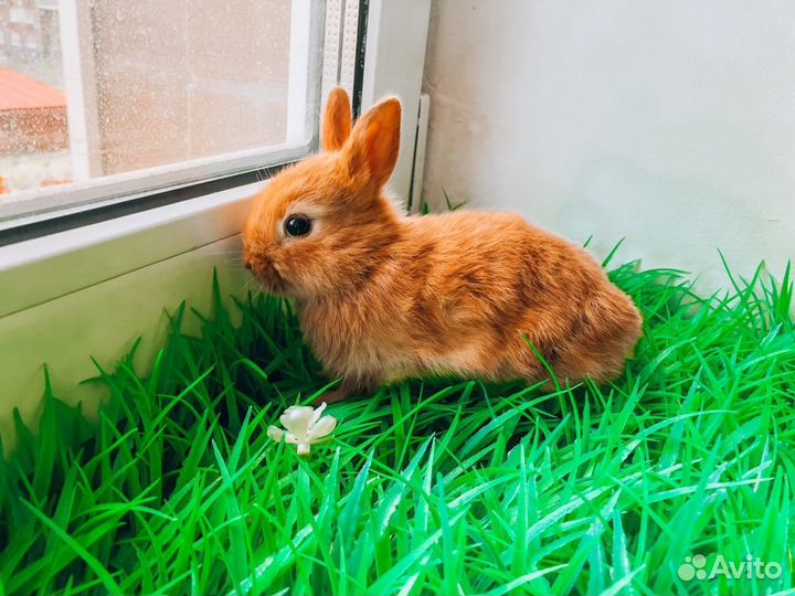 Карликовый кролик