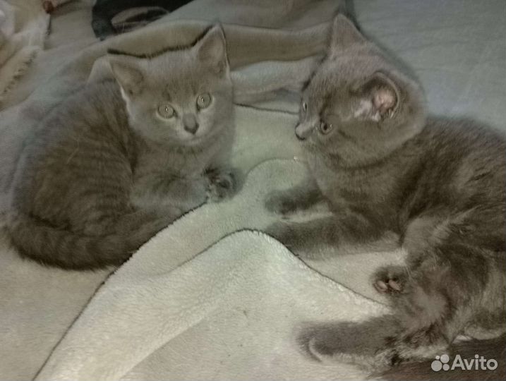 Отдам британских котят