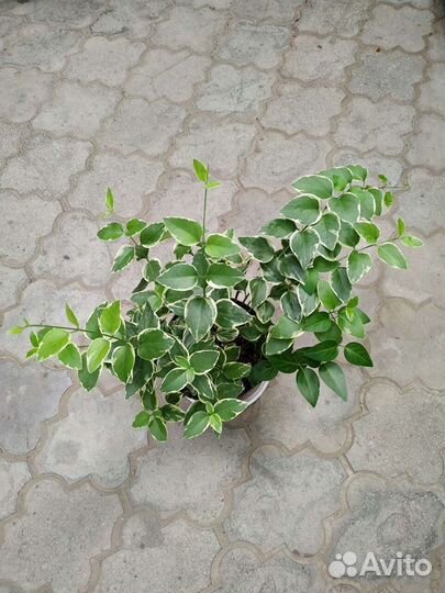 Девичий виноград Кампсис Почвопокровники Плющ