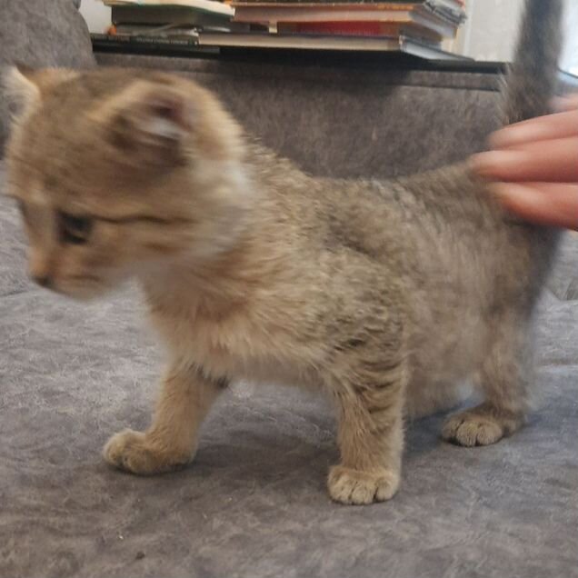 Котёнок от частного владельца