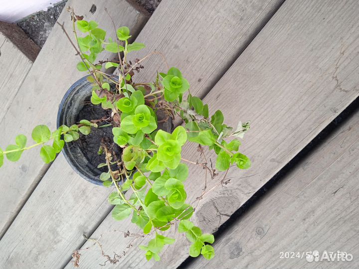 Многолетники для сада- бадан и вербейник