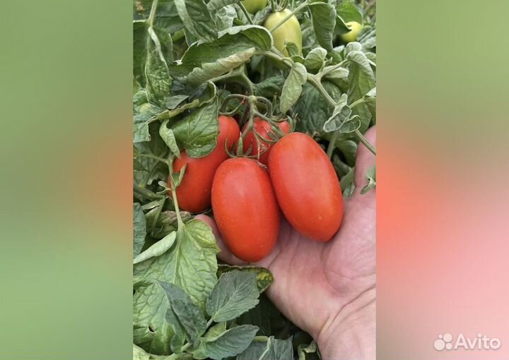 Помидоры