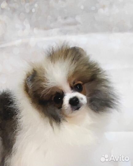 Померанский шпиц