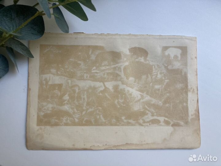 Литография гравюра 1907 года фауна животные