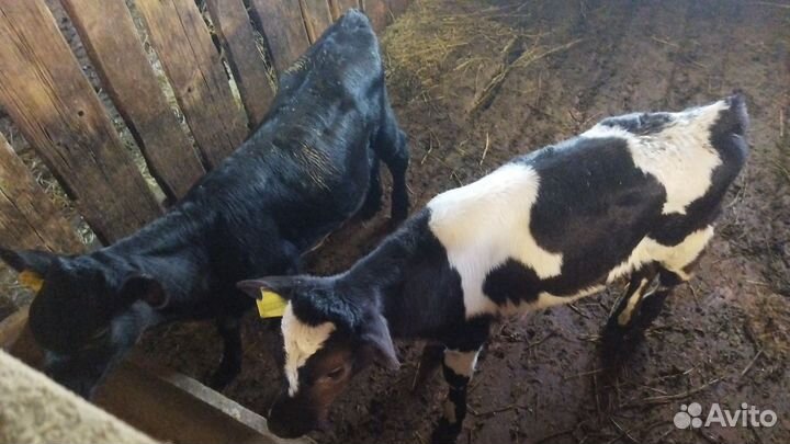 Бычки,телки,телята