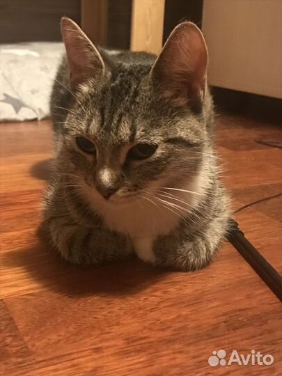 Кошечка в добрые руки