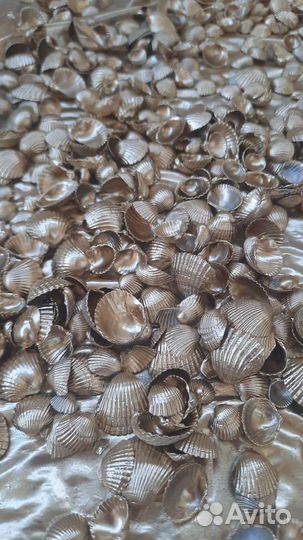 Морские ракушки, Разбитые рапаны