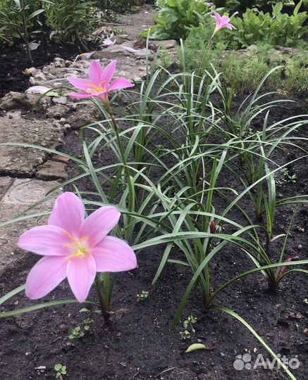 Зефирантес