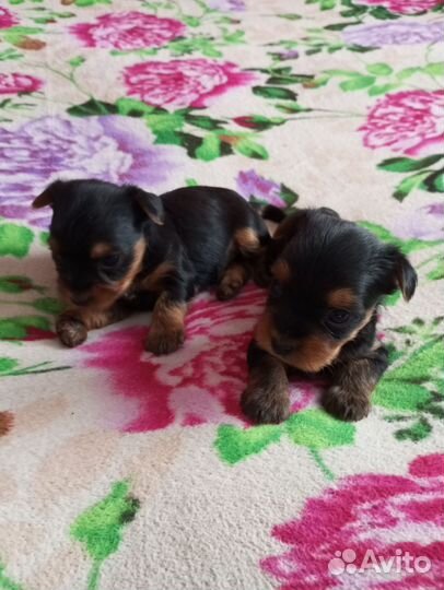 Щенки Йорки