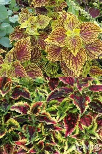 Колеусы вегетативные