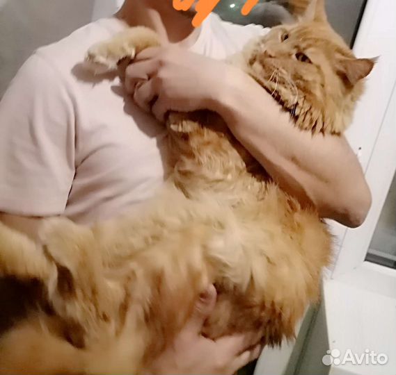 Ищем невесту
