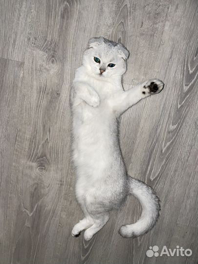 Шотландский кот вязка