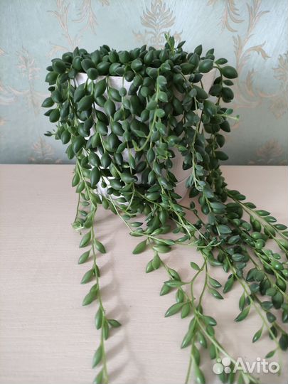 Крестовник Роули