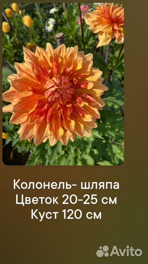 Клубни георгин