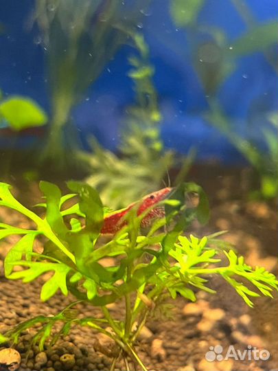 Креветки вишня