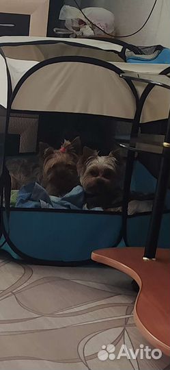 Щеночки йорка