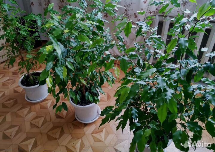 Комнатные растения цветы Фикус Бенджамина