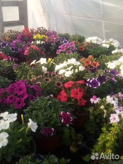 Рассада однолетних цветов