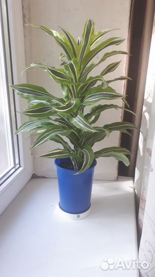 Драцена вариегатная