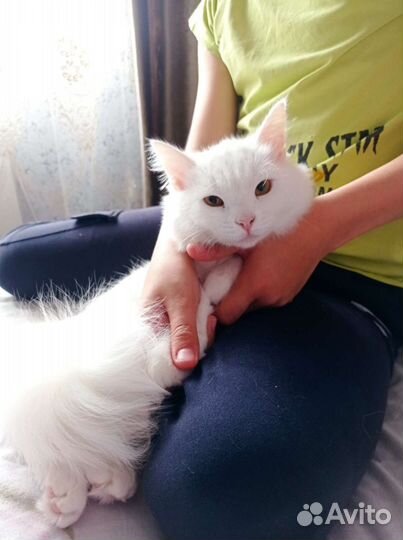 Отдам в хорошие руки бесплатно нашу сонечку