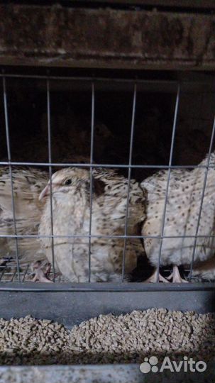 Инкубационное яйцо перепелов, перепелята