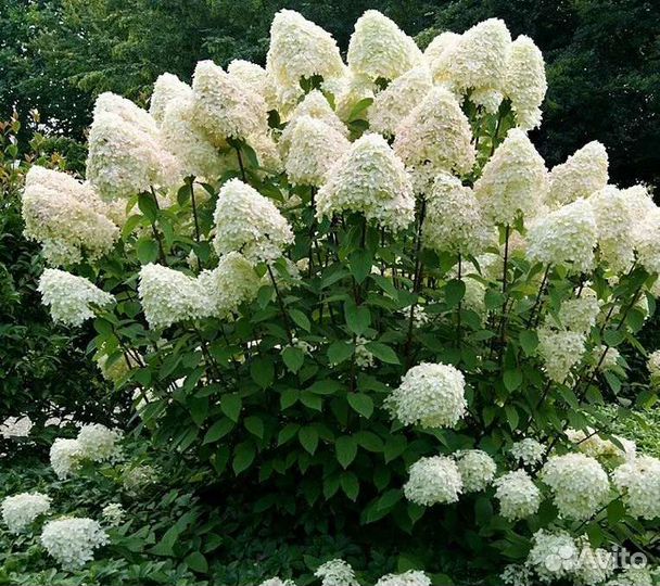 Гортензия метельчатая, саженцы многолеток
