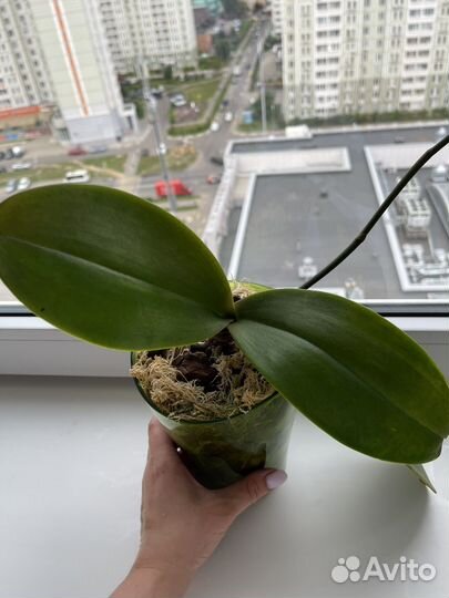 Орхидея фаленопсис Горизонт