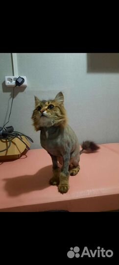 Йорк и кошечка