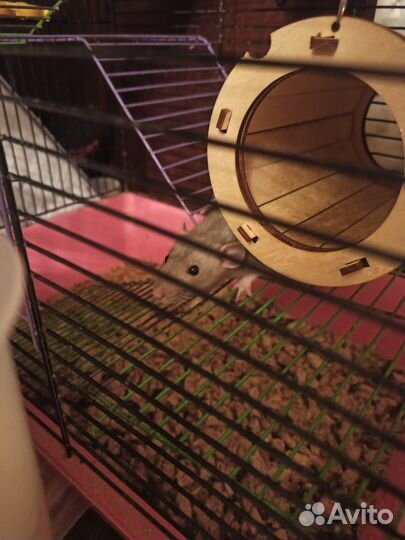 Крысы бесплатно