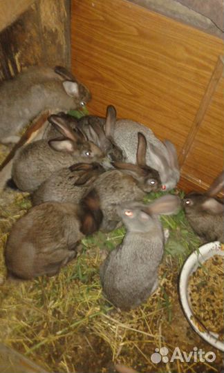 Продам кроликов от 2 месяцев до 4 месяцев