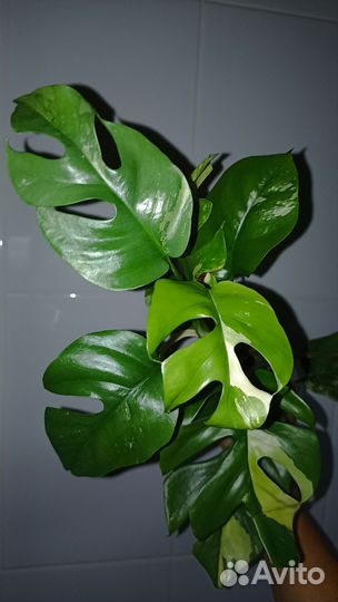 Рафидофора тетрасперма вариегатная