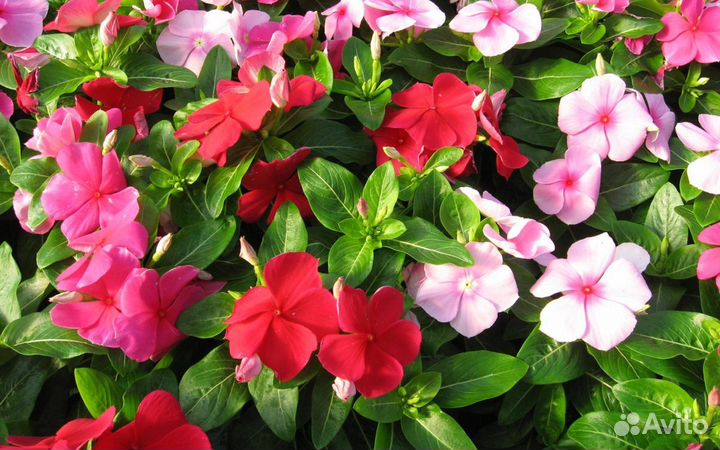 Семена катарантуса кустового