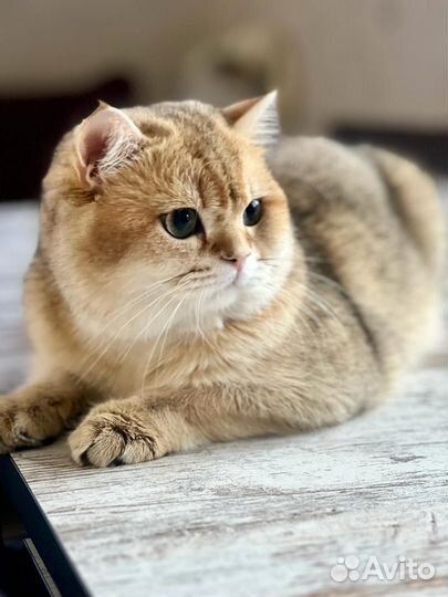 Британский кот