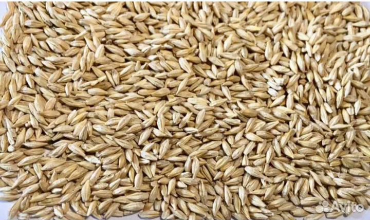 На семена Фанки сорт Ячмень азимая