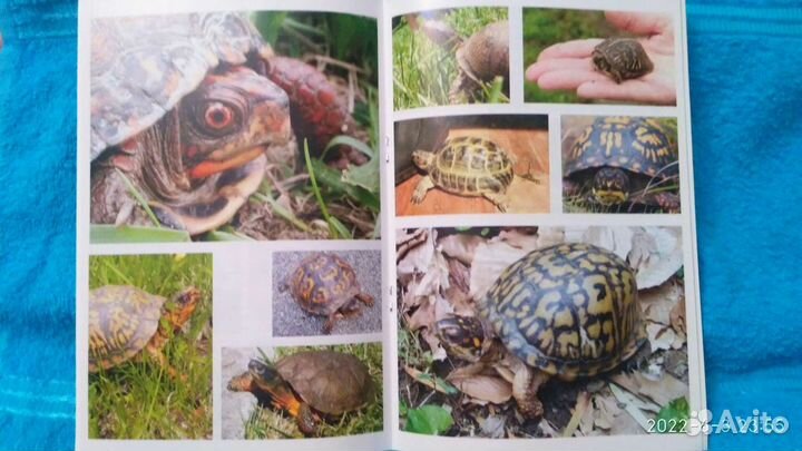 Книга Черепахи сухопутные и красноухие