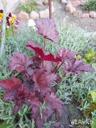 Многолетние цветы