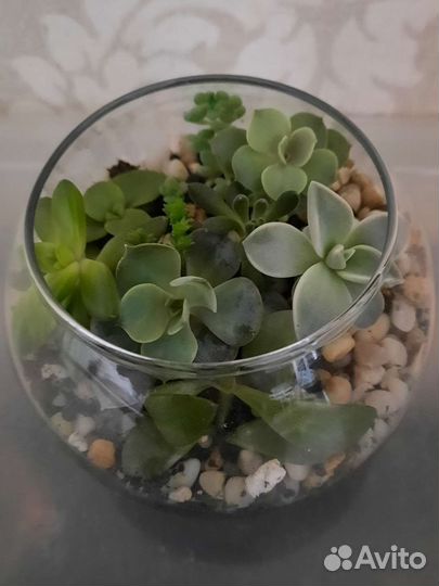 Флорариум. Суккуленты