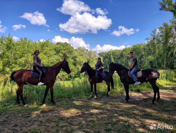 Конные прогулки