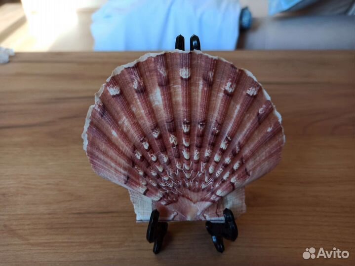 Морская раковина